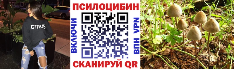 где купить наркоту  Шали  Галлюциногенные грибы Psilocybe 